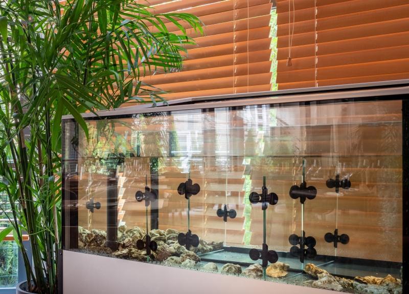 Amber Shore Collection