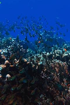 Отель Cocana Resorts Gili Trawangan Индонезия, о Ломбок, фото 24