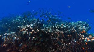 Cocana Resorts Gili Trawangan