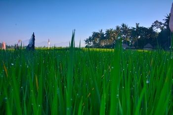 Отель Fullmoon Villa Ubud Индонезия, о Бали, фото 24