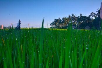 Fullmoon Villa Ubud