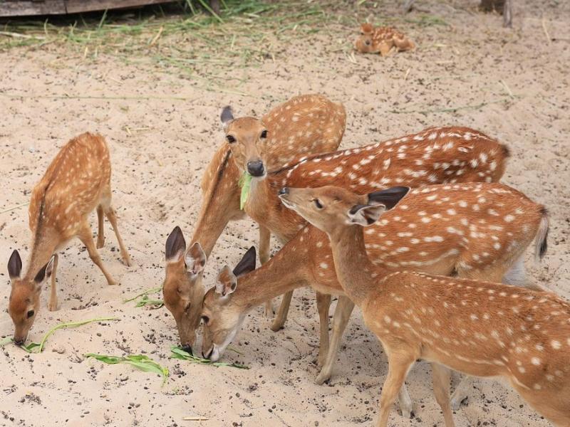 TTC Resort Van Phong Bay