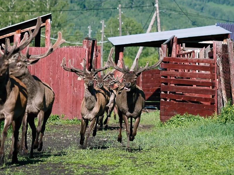 Басаргино