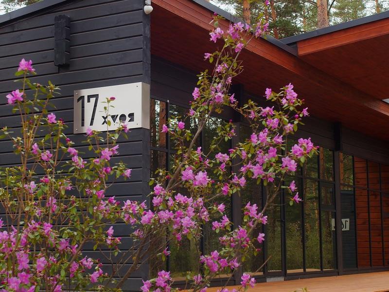 Хвоя в горах