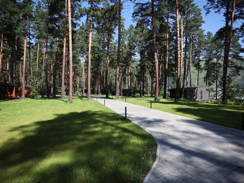 Хвоя в горах