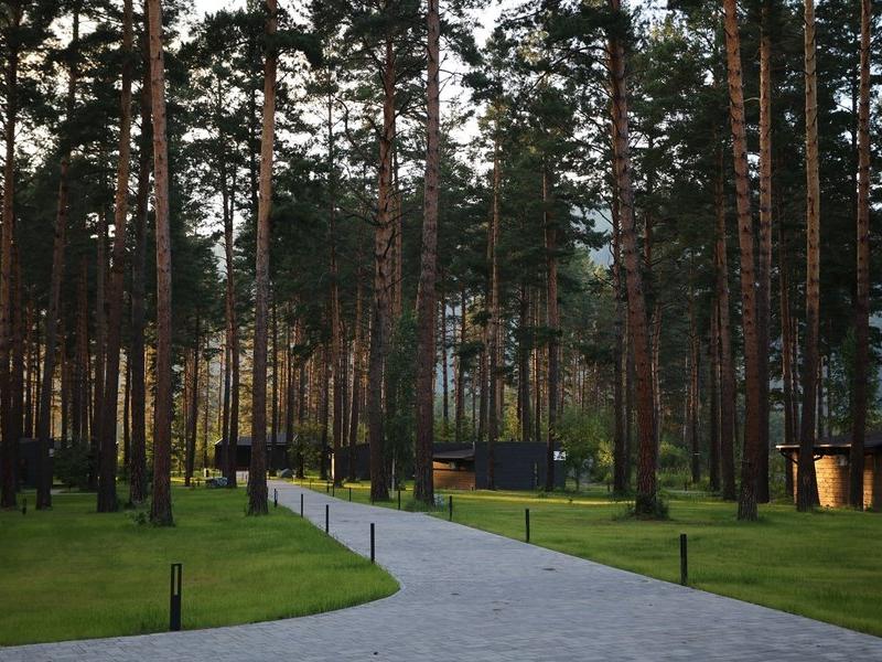 Хвоя в горах