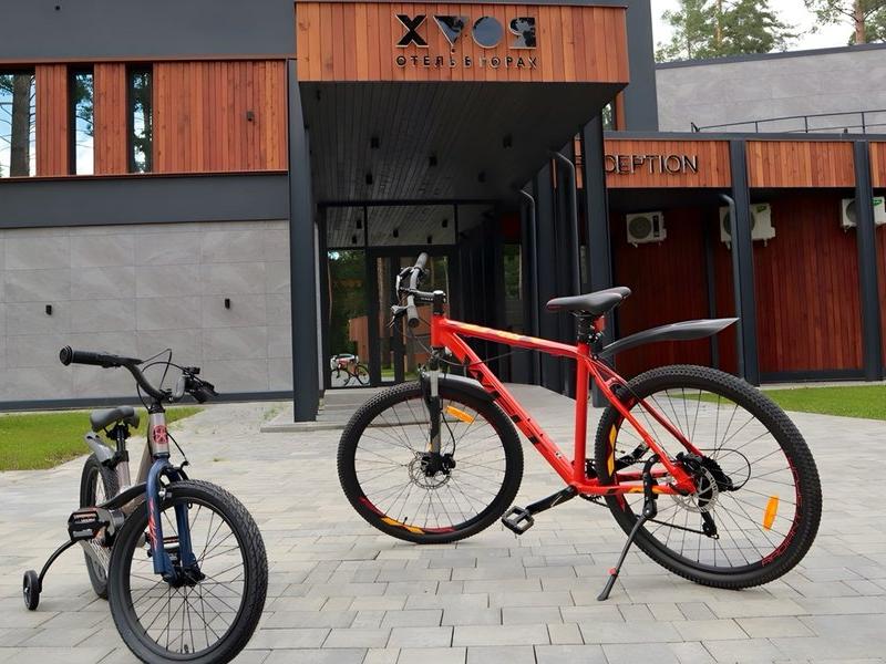 Хвоя в горах