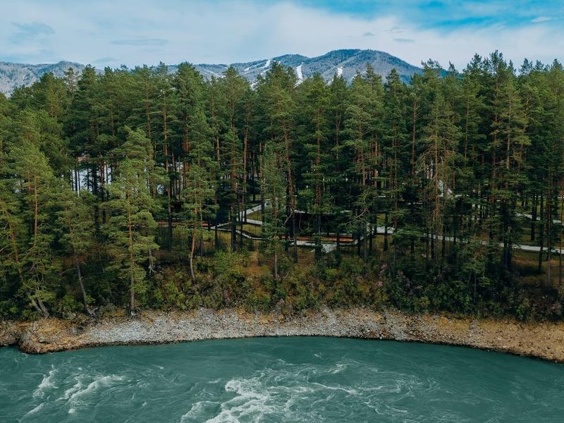 Хвоя в горах