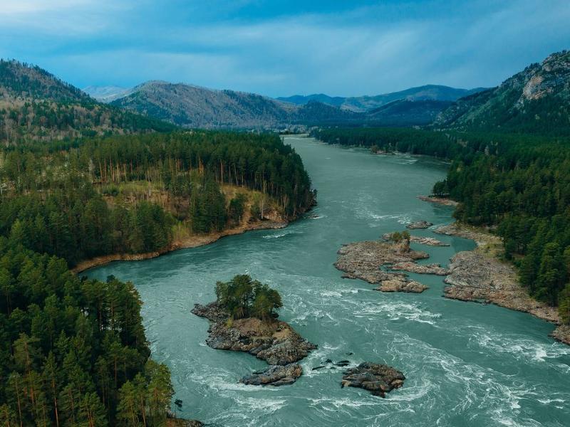 Хвоя в горах