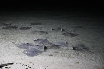 Отель Pavona Maldives Мальдивы, Северный Мале Атолл, фото 12