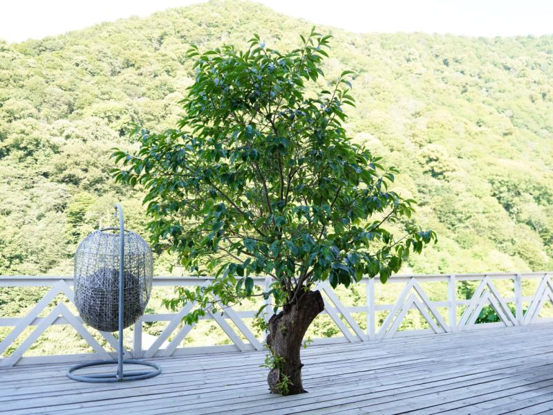 Fazenda-Glamping Hotel