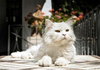 Albergo Gatto Bianco