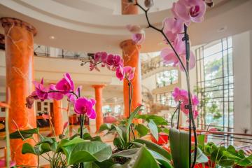 Отель Georgia Palace Hotel & Spa Грузия, Кобулети, фото 7