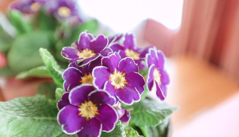 Hotel Havana (ул. 8 Марта)