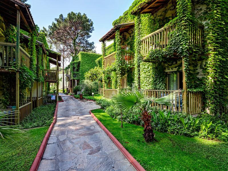 Gypsophila Club Marine