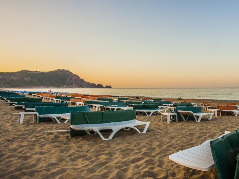 Kleopatra Royal Palm