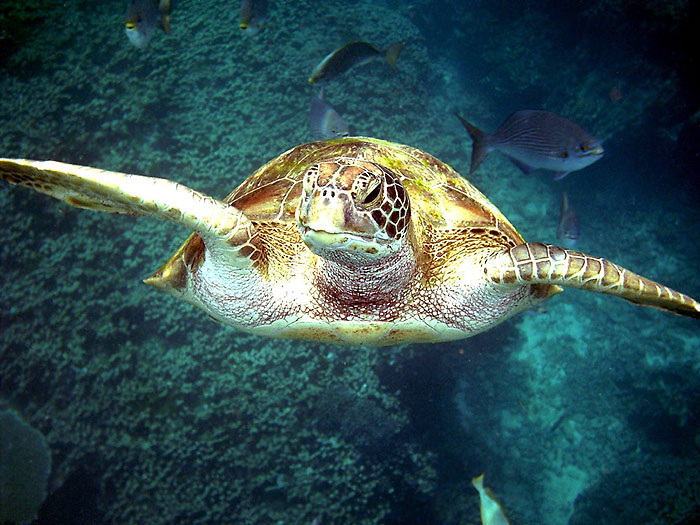 Aunchaleena Beach Front Resort