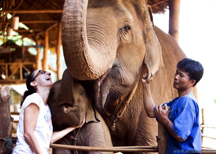 Anantara Golden Triangle Elephant Camp & Resort