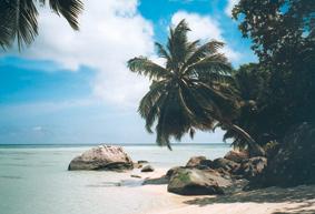 Le Jardin Des Palmes