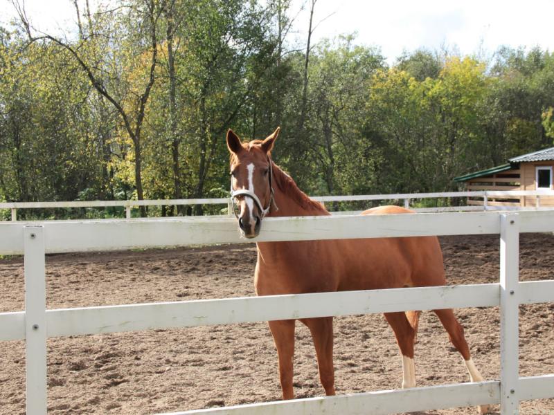 Moscow Country Club (Нахабино)