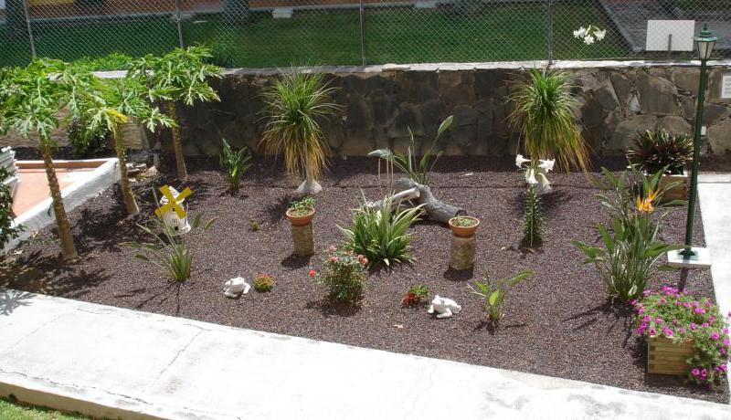 Los Ficus