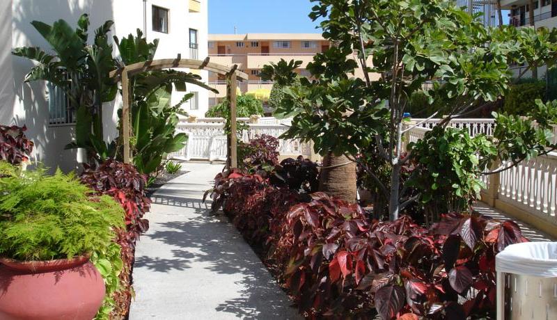 Los Ficus