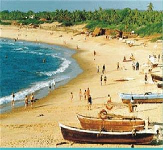 Mapple Viva Goa