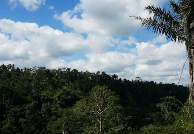 Nandini Jungle By Hanging Gardens