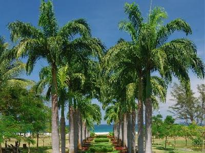 Nexus Resort Karambunai