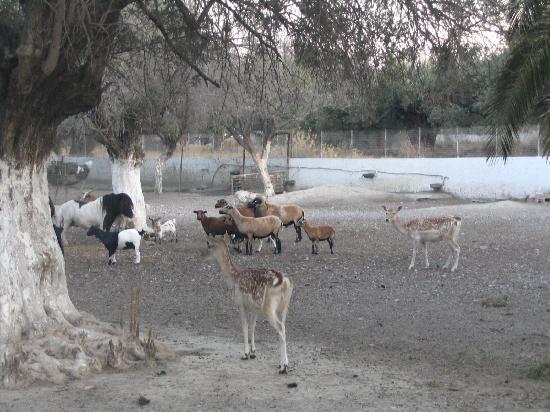 Oasis Hotel Bungalows
