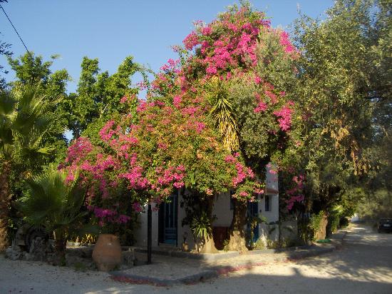 Oasis Hotel Bungalows