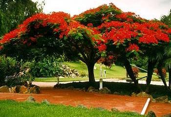 Отель Parque Vacacional Eden Испания, о Тенерифе, фото 2