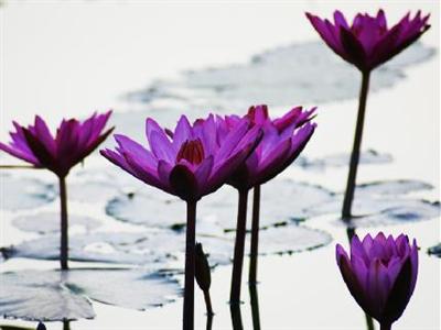 Pattara Resort & Spa