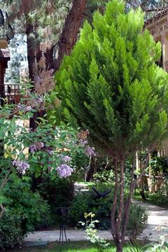 Отель Pine Valley Турция, Олюдениз, фото 20