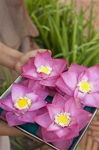 Raffles Grand Hotel D'Angkor