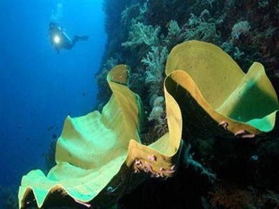 Red Coconut Beach Hotel