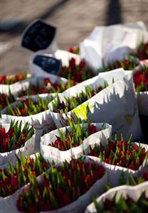 Renaissance Amsterdam