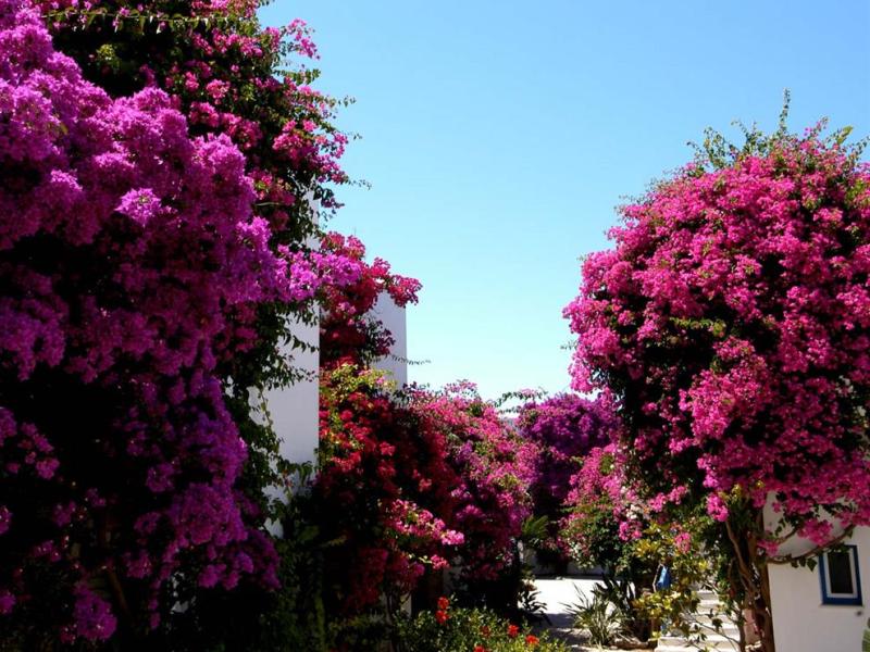 Astir of Paros