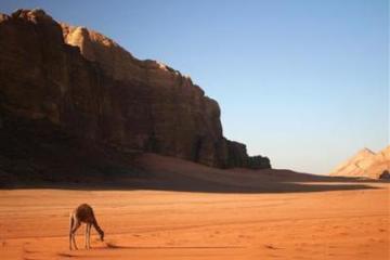 Отель Sella Иордания, Петра, фото 13