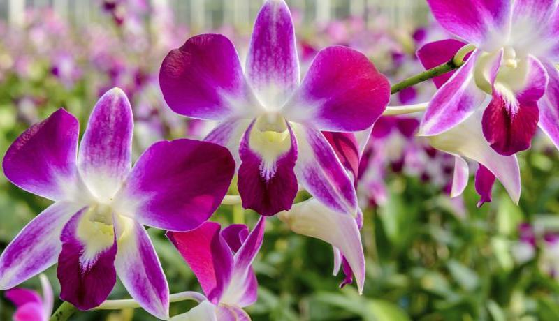 Sigma Resort Jomtien