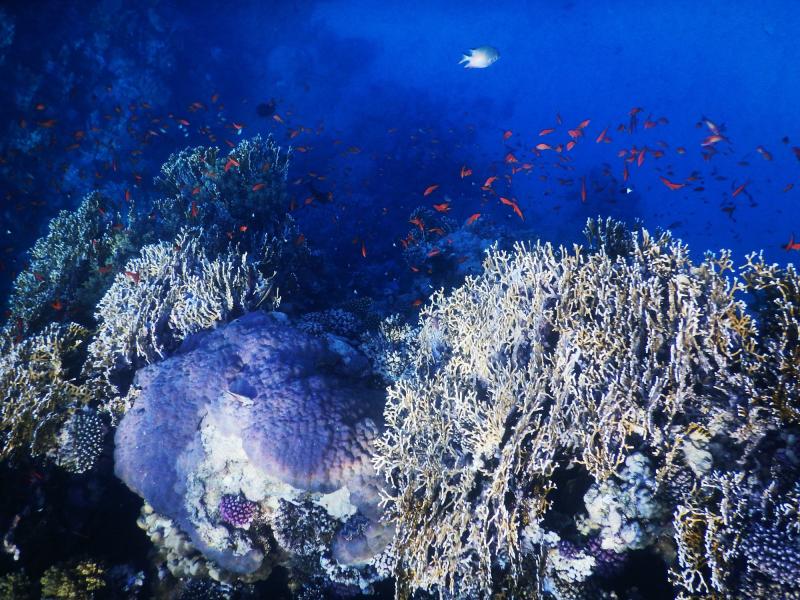 Malikia Resort Abu Dabbab