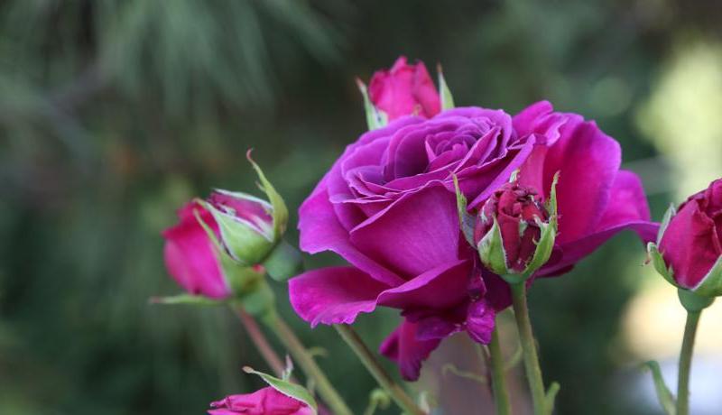 Apartcomplex Splendid