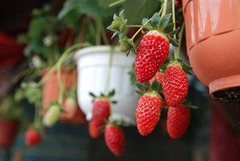 Отель Strawberry Park Resort Малайзия, Камерон Хайленд, фото 19