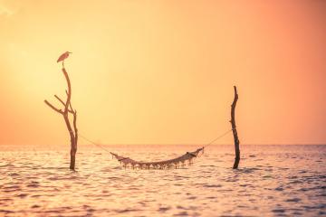 Отель Sun Siyam Vilu Reef Мальдивы, Даалу Атолл, фото 56