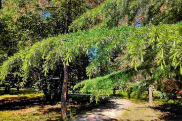 Отель Пансионат Бургас Россия, Кудепста, фото 20