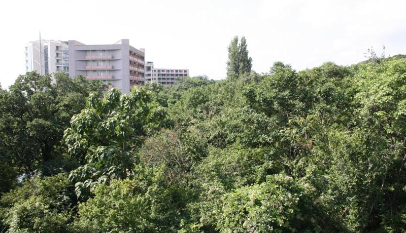 Sunny Varshava