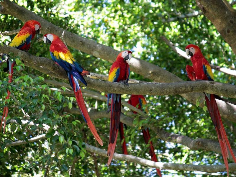 Barcelo Tambor Beach