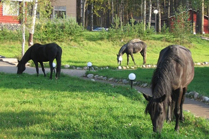 Деревня Александровка