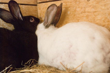 Деревня Александровка