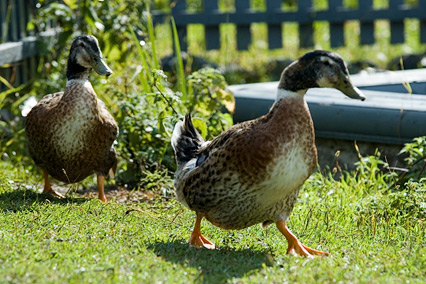 Деревня Александровка